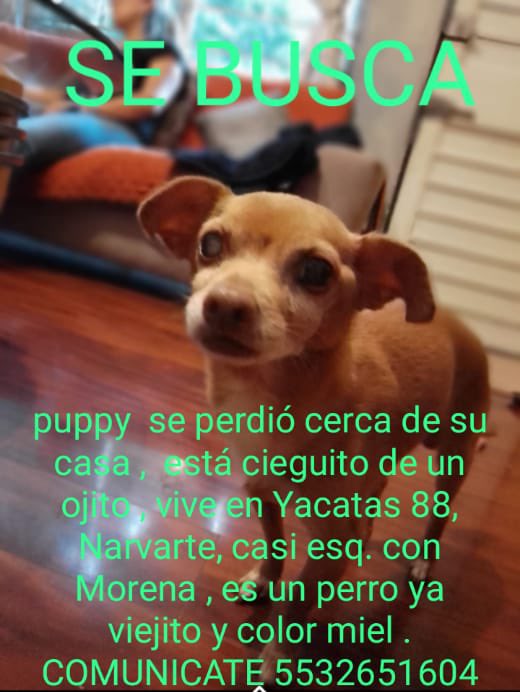 mayumiguillen's tweet photo. #Narvarte 🆘🐶🆘 @mascotasdifunde @sebuscaCdMx @MascotaCoyoacan @MascotasSismo @akyoshi09 @diana_dfc @EsEstra @PYolkatl_mx @FundacionToby @Uriel66689314 @EYACAR65 @Nyu_umi @nydiacervera @inakimanero @FansDeMiyagi @29Toninho @marmarvm https://t.co/JnrxqnoHGs