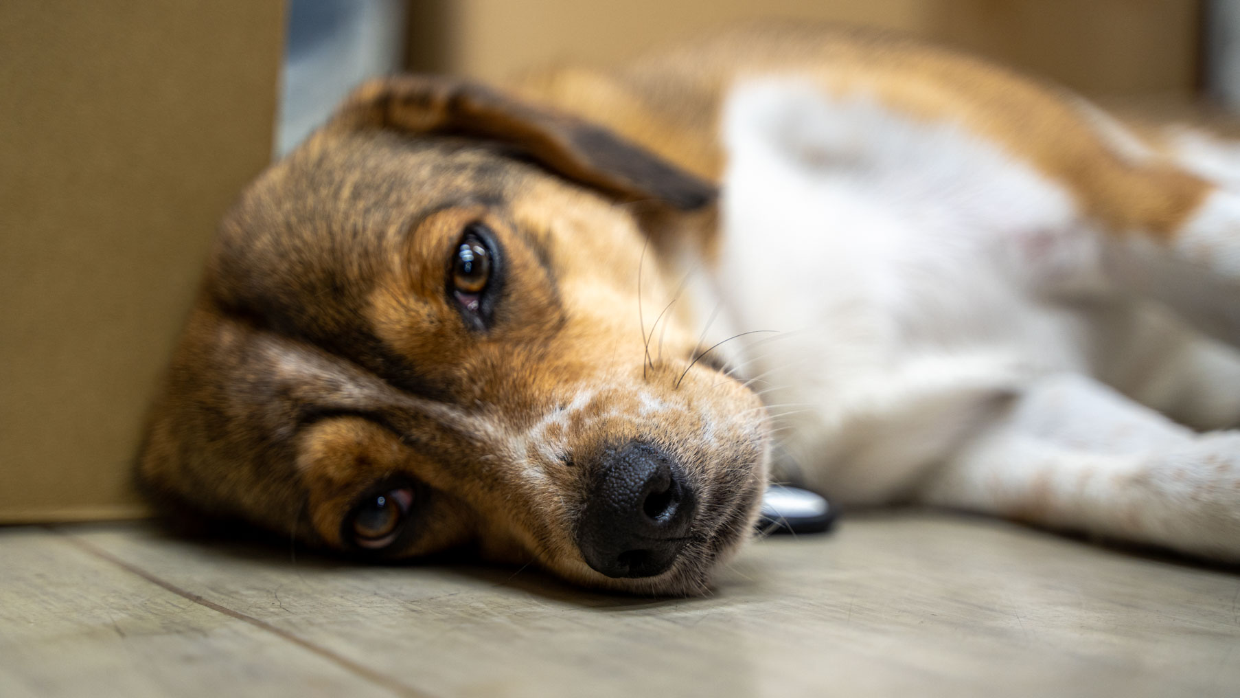マスコット犬 Twitter検索 Twitter