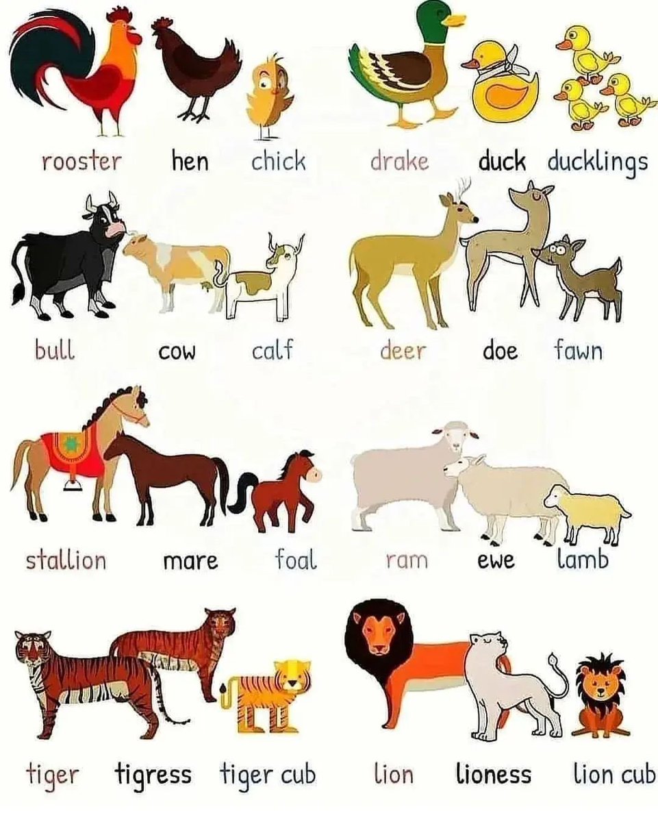 Animal vocab 101
