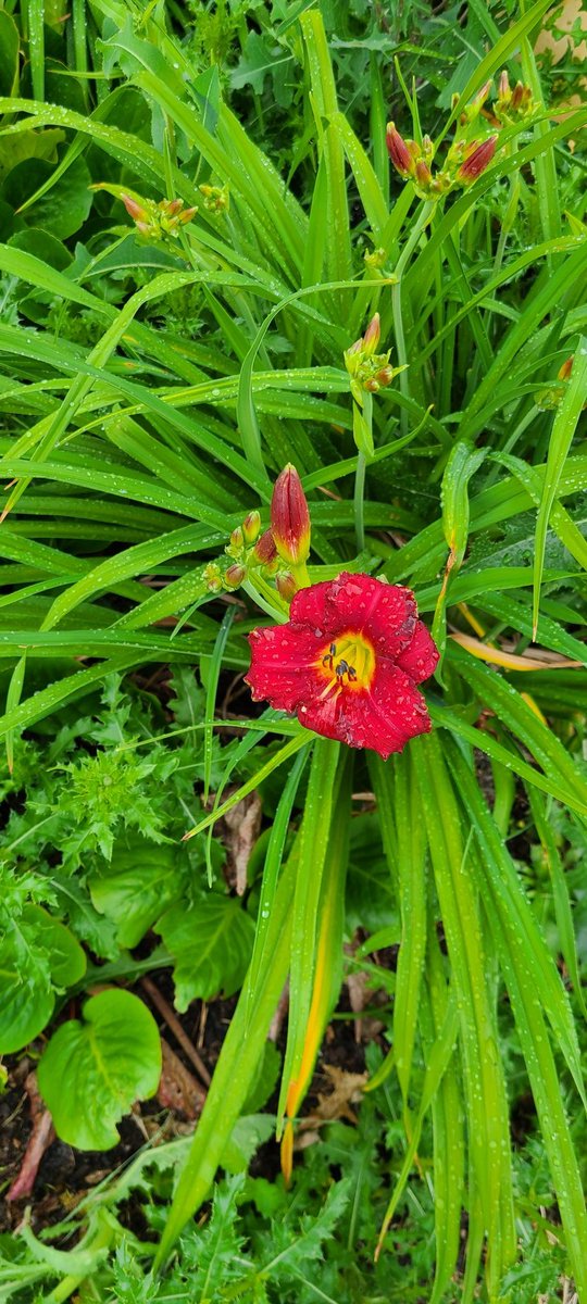 j_yeg's tweet photo. Spotted Iceland Poppy on my walk for the @NCC_CNC 2022 Big Backyard BioBlitz! #NCCBioBlitz! https://t.co/AUGmpoMicZ