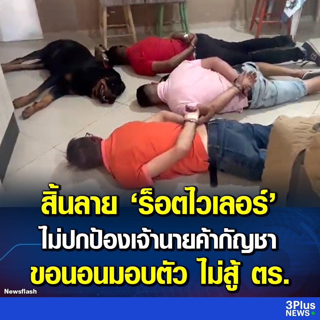 ขนาดหมายังรู้เลยว่าเจ้านายค้ายาทำผิดกฎหมาย เลยไม่ขอปกป้อง ขอยอมศิโรราบแต่โดยดี 5555555