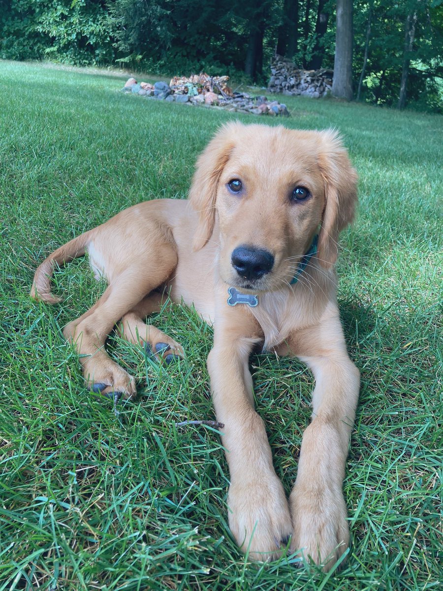 kenzinator_3000's tweet photo. the goodest boy you ever did see 🥹 https://t.co/72F18UwksB