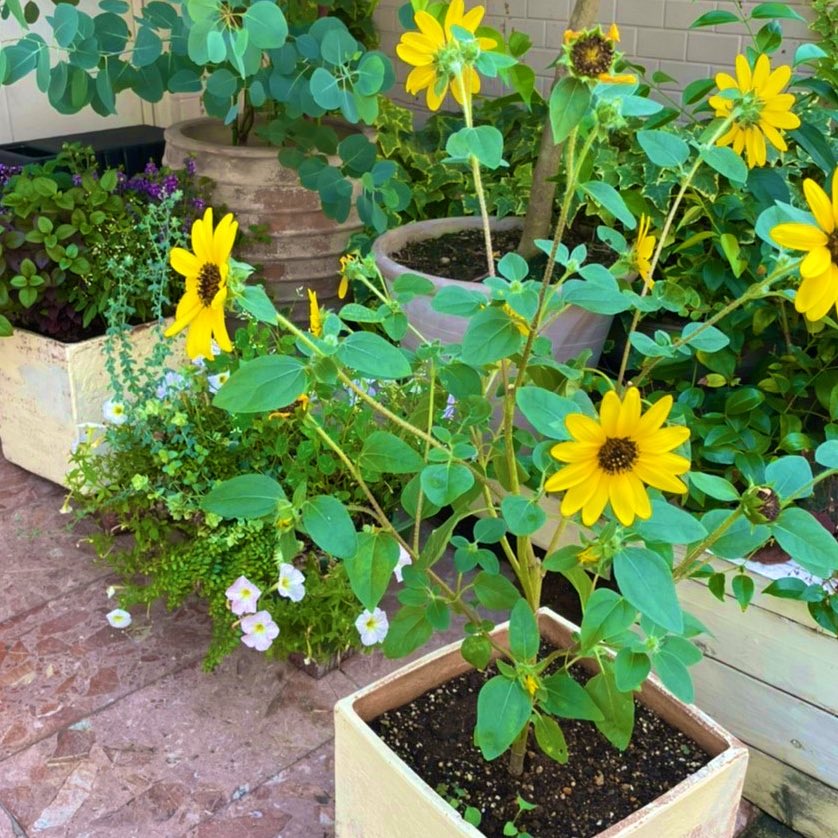 夏の楽しみのひとつ百輪咲のひまわりを今年も植えました ガーデニング 花のある暮らし 植物好き 世田谷美容室 シェノン梅ヶ丘 22 08 01 梅ヶ丘 夏の楽しみのひとつ百輪咲のひまわりを今年も植えました ガーデニング 花のある暮らし 植物好き 世田谷美容室 シェノン梅ヶ丘 22 08 01 梅ヶ丘