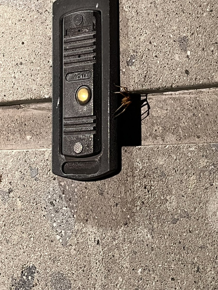 melisamont's tweet photo. @Arachno_Cosas hola!! Me podrías confirmar si es una araña violinista? Muchas gracias https://t.co/7PHikhD3B9