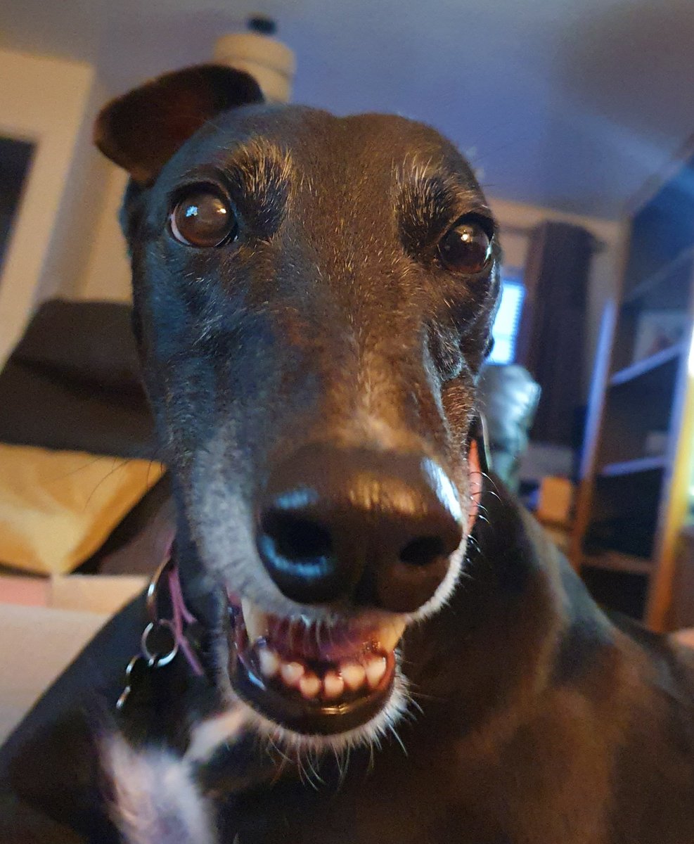 ShinyDemon's tweet photo. Happy 4th birthday Zeva!

#KnobDog https://t.co/atyPlpHLjp