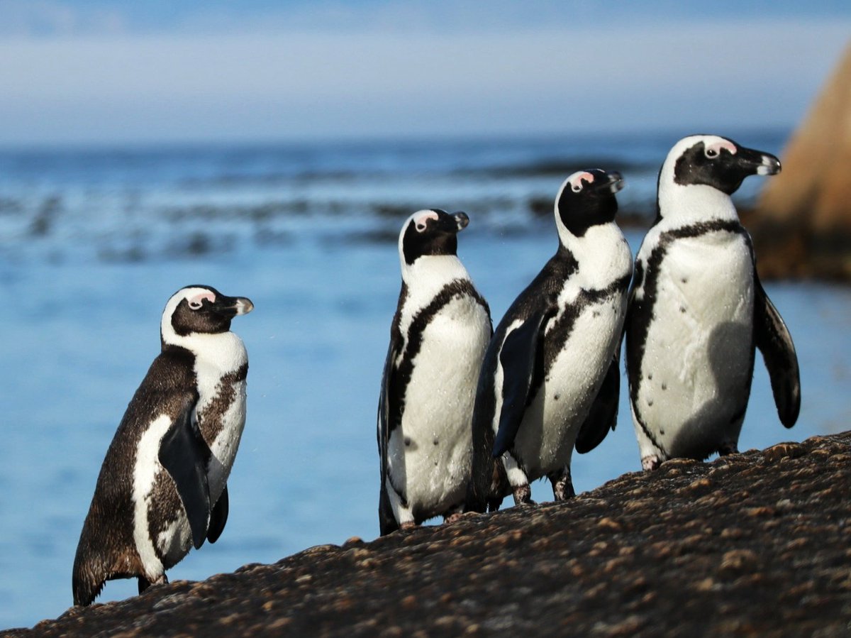 StrandloperP's tweet photo. Happy #MPAday #SouthAfrica. Which is your favorite Marine Protected Area?
#SANParks #CapeNature #saveouroceans #FishfortheFuture @2OceansAquarium @JacqMaraisPhoto @eduoceans https://t.co/UM2tTlT9mK