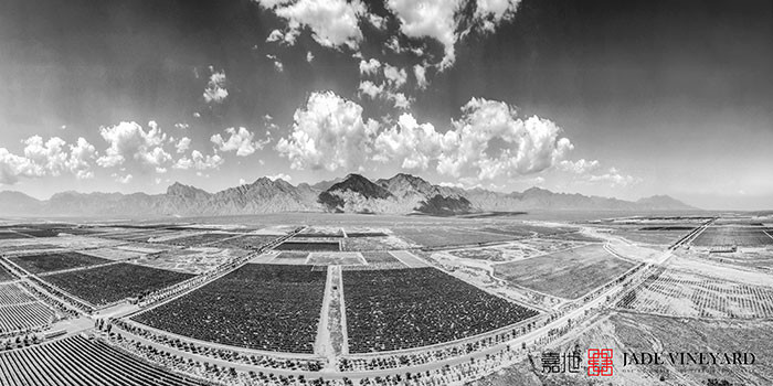 Tom Lewis tweet media