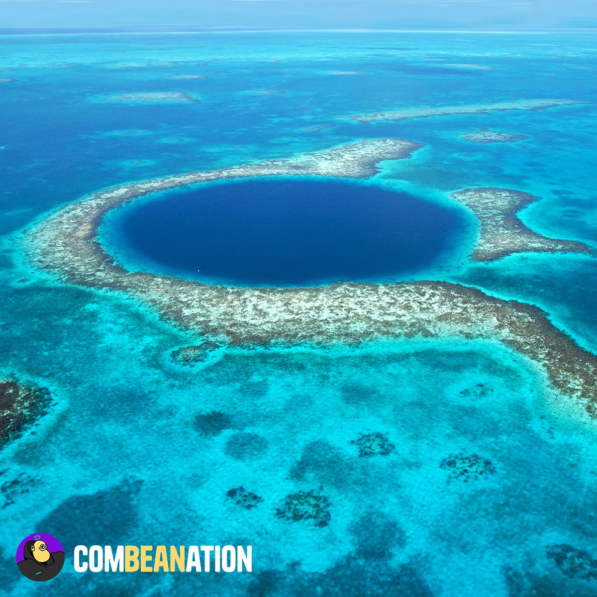 The coral reef of #Belize, rich in #biodiversity, is in danger: 40% of the corals present have been damaged. If you then add the increase in water temperature and mass tourism, it is clear that the coral reef of Belize is another area that we must safeguard.

#savetheplanet #NFTs