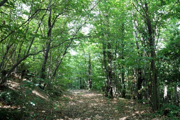 Propietaris forestals denuncien traves per a fer rendibles els boscos: «Només ens en recordem quan es cremen». Critiquen que hi ha una burocràcia «excessiva» que impedeix fer actuacions com les rompudes o canviar d'usos naciodigital.cat/ecodiari/notic…