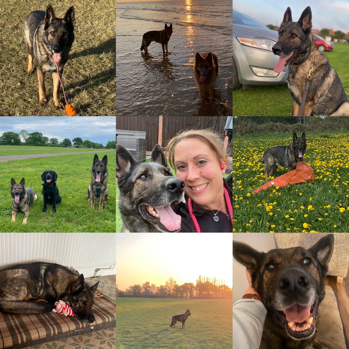 amydeemo's tweet photo. Happy 8th Birthday RPD Duke!! (although probably nearer 9).
The belligerent git who helped me achieve a dream of being a dog handler & has carried/looked after me ever since π
Hereβs hoping for another 12 months & another trip to the beach π πΆπ #MyBoy #RPDDuke #MyFirstPD https://t.co/l4rykRAk0P