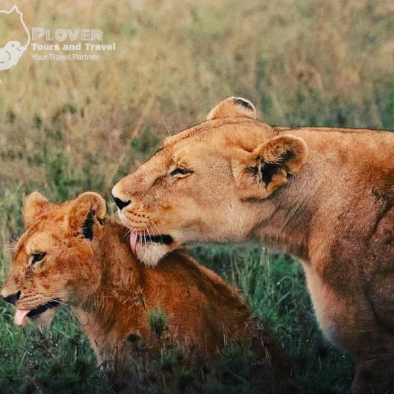 PloverTours's tweet photo. Begining the new month of August with these beauties! 
They seem to be relaxed waiting for a particular animal to make a move 😜#newmonth
#plovertours
#wildifeviews
#tourism
#adventureUg.
 Contact us on 
info@plovertoursandtravel.com. https://t.co/qZEL0JtBD6