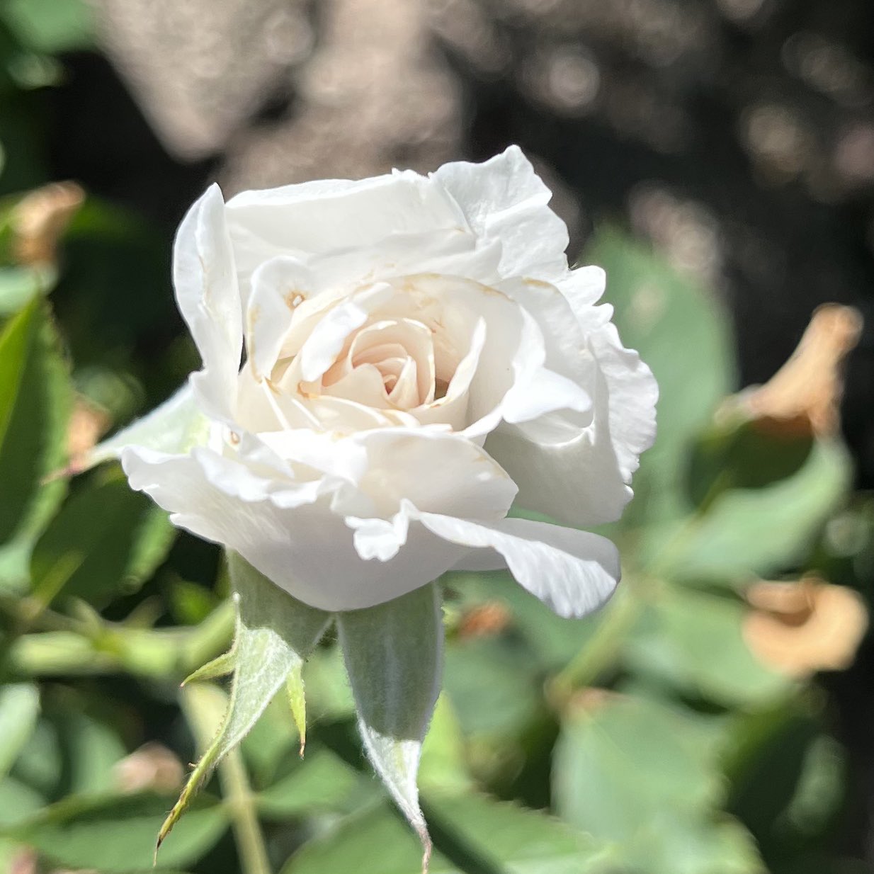 紅 Collector ﾌﾟﾁ Rosaorientis ガブリエル ガブ様 蕾ｷﾀ ﾟ ﾟ 次男事件で葉先がちょっとチリチリに クードゥクール ほんと涼しげ 対して 情熱的な ライラ は夏もセクシー ケイト グレイッシュ 夕飯作ってまた来るぜ ロサ