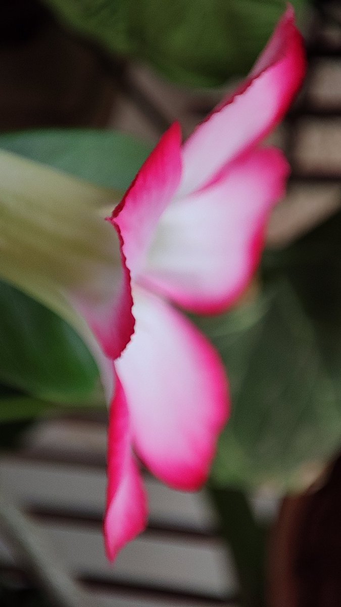 survevid's tweet photo. Beautiful pink white Adenium flower in my home garden
#adenium #Flowers #home #Garden #plants #Pink #white #gardening #house #GardenersWorld #flowerphotography #NaturalBeauty #GreenPlanet #colorful #Leaf #Enjoy #peace #CleanAir https://t.co/R4LfCgn8Su