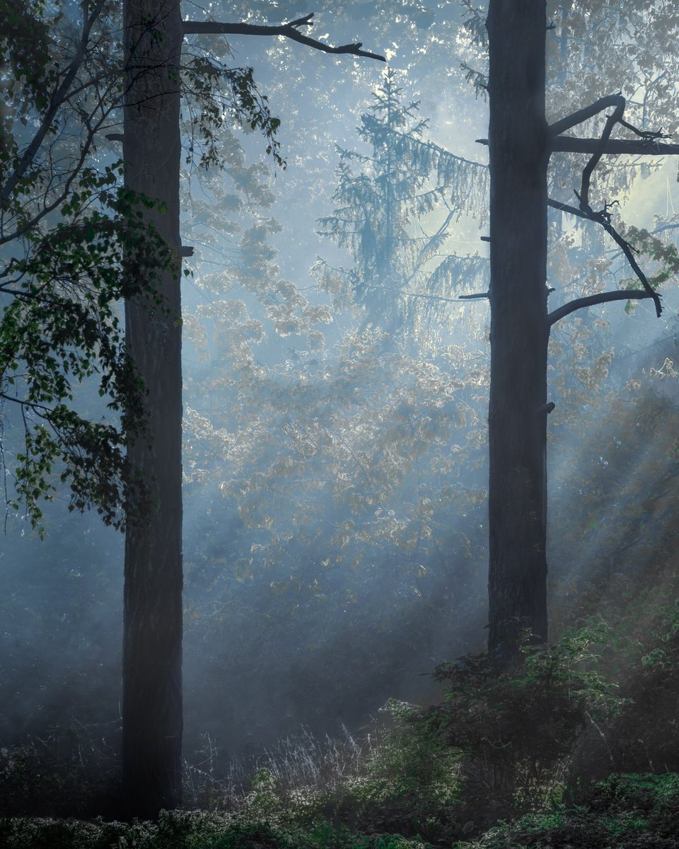 Gm😀, ”Bright, bright” - One of the relatively rare foggy mornings in the woodlands around Stockholm.
#landscapephotography #woodlands