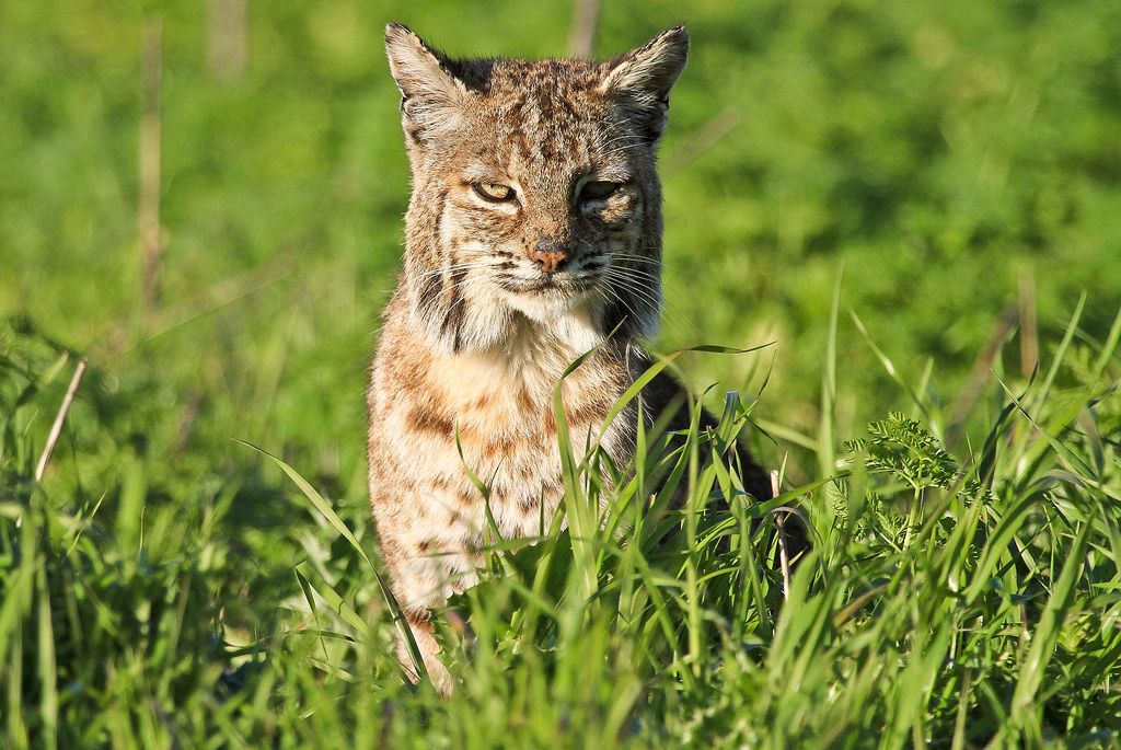 HourlyLynxes presents: