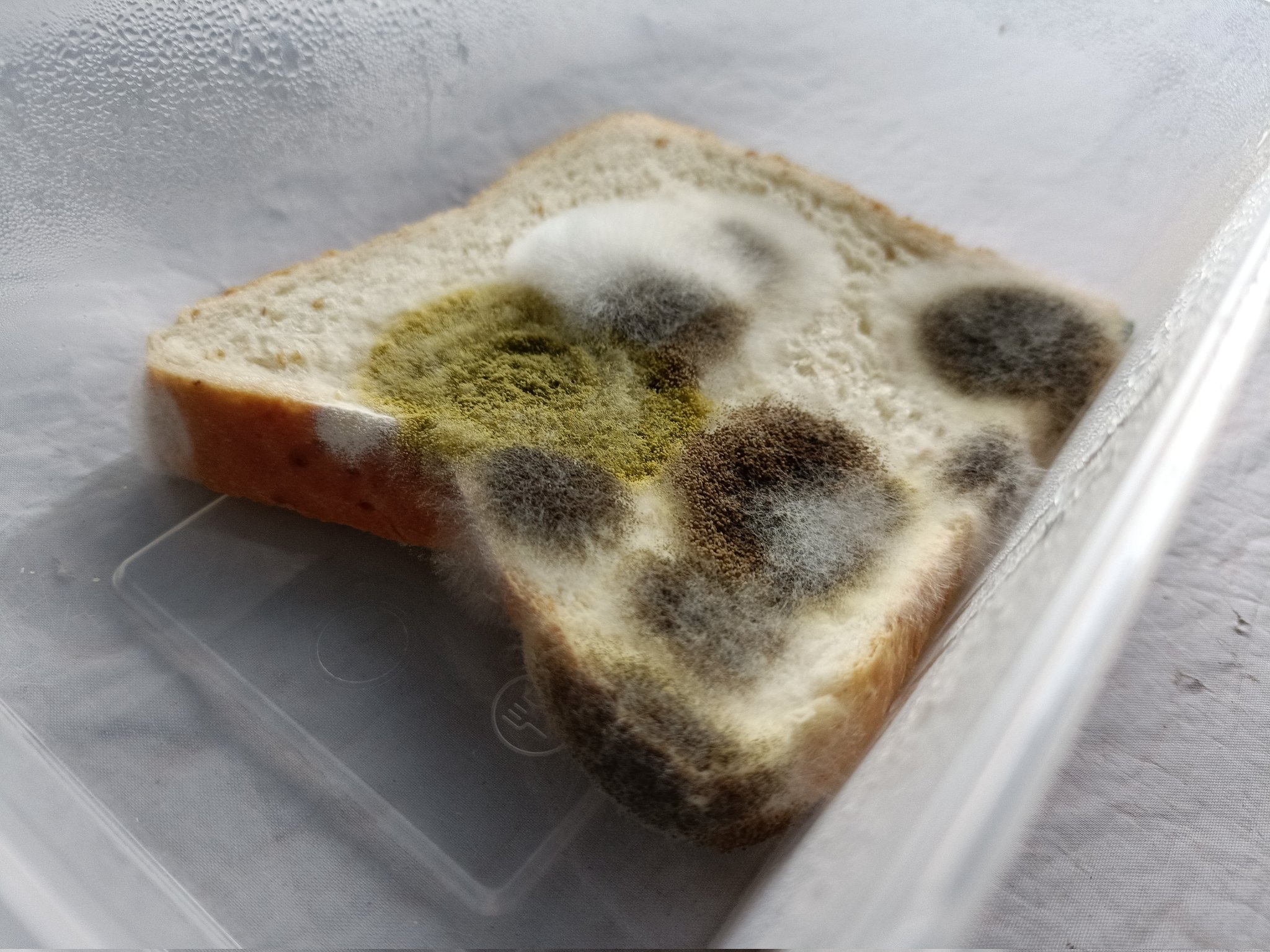Aspergillus Mold On Bread