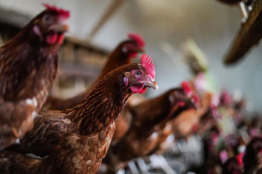 AkezaGermaine's tweet photo. Agriculture is profession of hope!
#layer produce eggs and are profitable. https://t.co/BdivwrVzuN