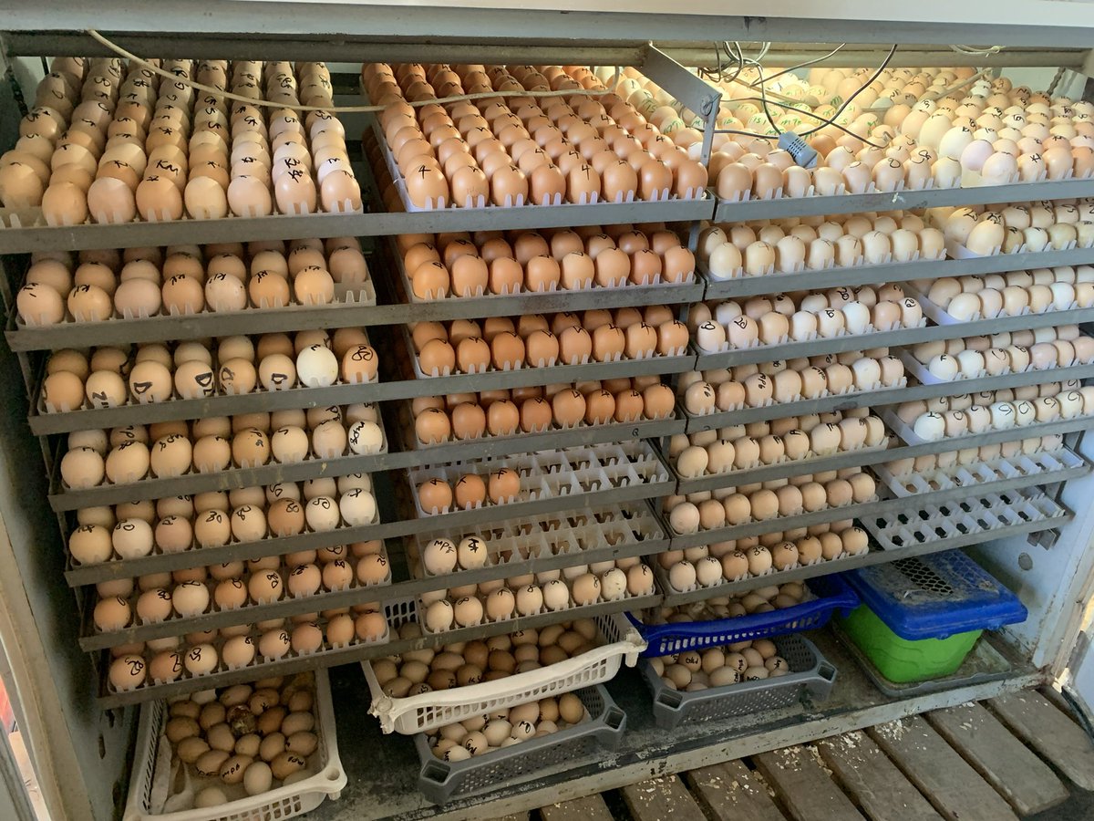 AkezaGermaine's tweet photo. Agriculture is profession of hope!
#layer produce eggs and are profitable. https://t.co/BdivwrVzuN