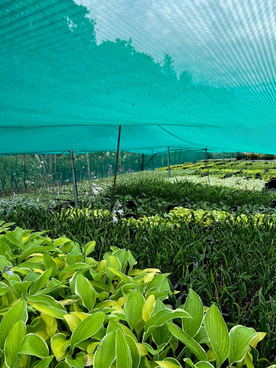 SiennaHosta's tweet photo. The little baby hostas growing on well. These will be available next season, just a few thousand more to pot 😅#hostas #hosta #uknursery #ukplants #hostaspecialist #hostanursery #hostasonline https://t.co/3FwpaLLWEx