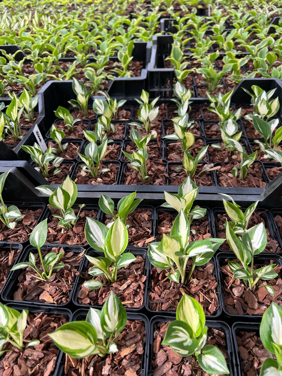 SiennaHosta's tweet photo. The little baby hostas growing on well. These will be available next season, just a few thousand more to pot 😅#hostas #hosta #uknursery #ukplants #hostaspecialist #hostanursery #hostasonline https://t.co/3FwpaLLWEx