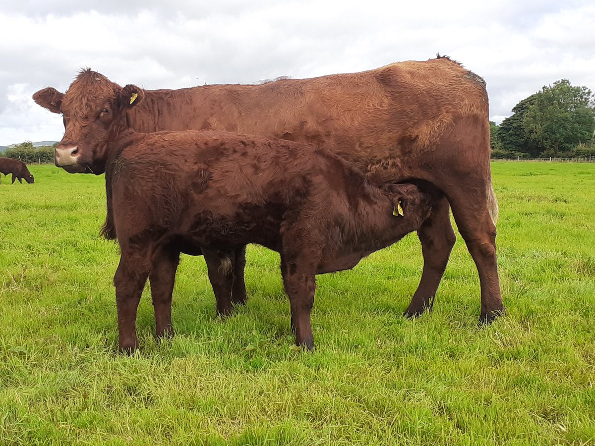 KirraneDavid's tweet image. Cumbrian Jolie 945 poll with her Feb born bull calf sired by Montesqieu @doveagenetics