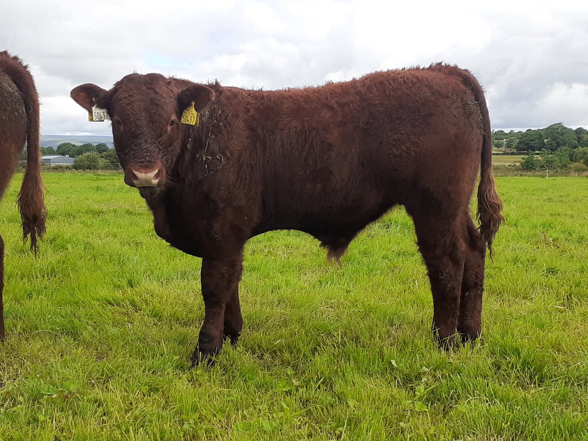 KirraneDavid's tweet image. Cumbrian Jolie 945 poll with her Feb born bull calf sired by Montesqieu @doveagenetics