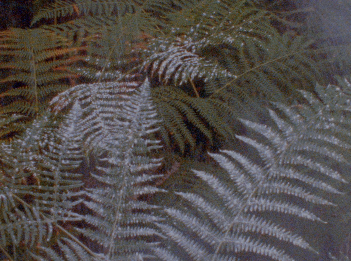 DanielAndClara's tweet photo. Norfolk friends! This Friday we'll be heading to the wonderful @GroundworkKL in King's Lynn to present an evening of films as a part of our Landscape Imaginary tour.
Free event – book here: https://t.co/UHIZpHsd0c
#groundworkgallery #enviromentalart #norfolk #eastanglia https://t.co/U0SYMaH4Ka