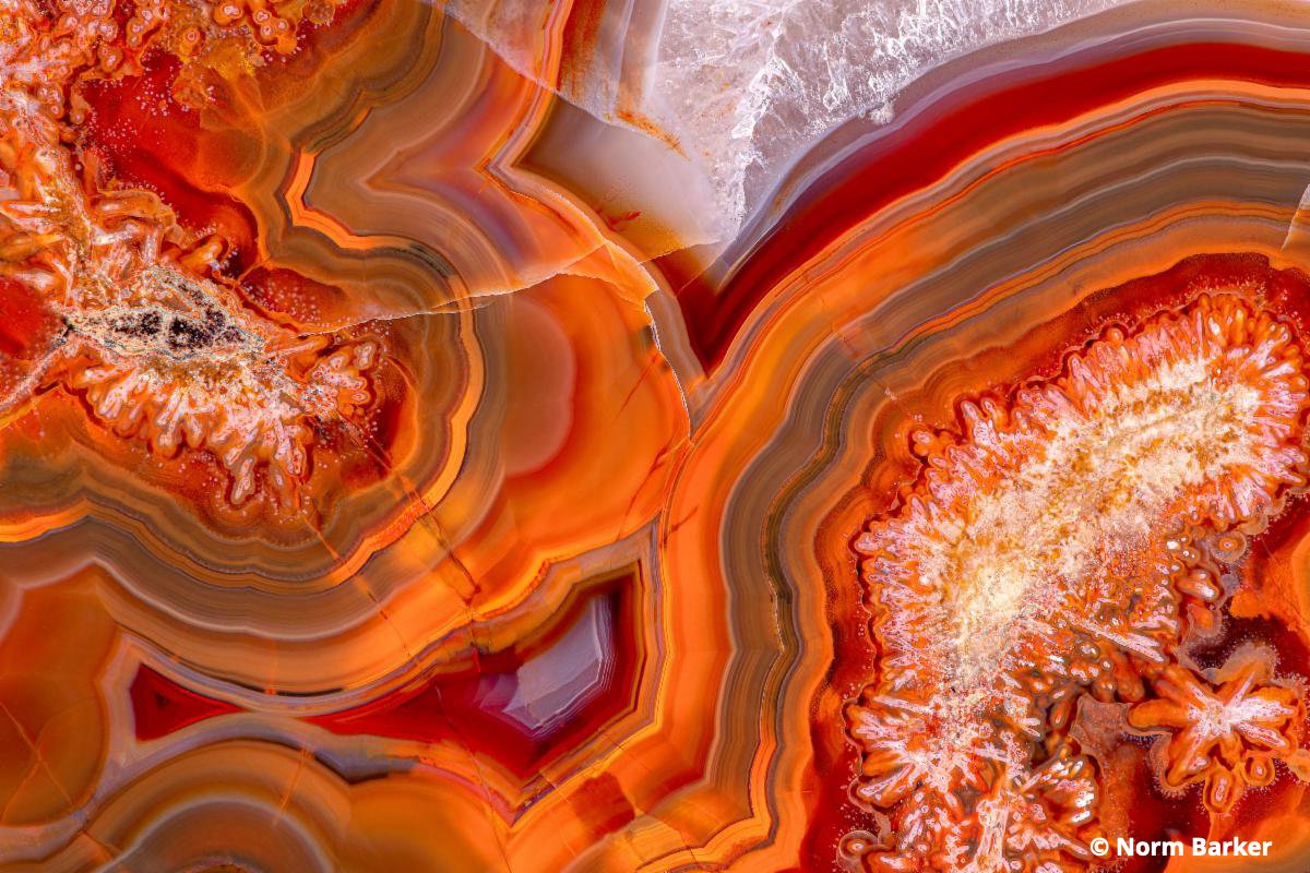 BCA_update's tweet image. BioImages competition open for entries now: 1 August 2022 - 31August US$750 prizes to be won. bca.org/BioImages-Land…
 #nature #science #photography #naturephotography #sciart #sciphoto #medicalphotography
