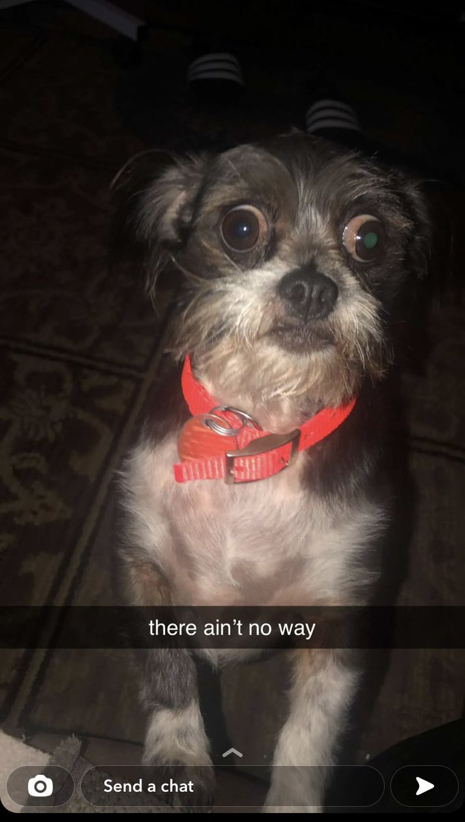 cal (@alpacaqween) on Twitter photo 