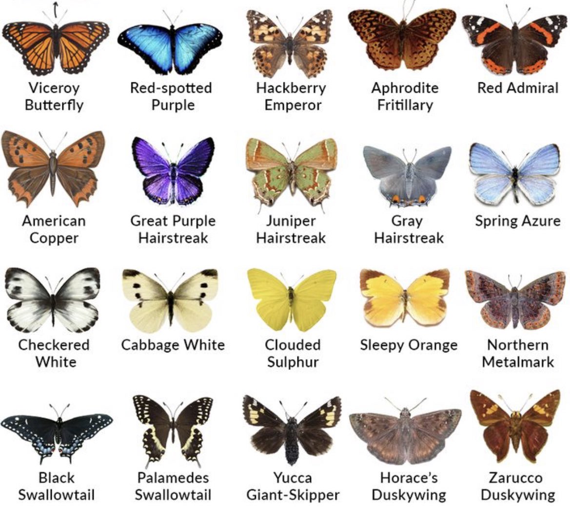 Бабочка какая признаки. Название бабочек. Красивые названия бабочек. Разновидность разновидности бабочек. Бабочки России.