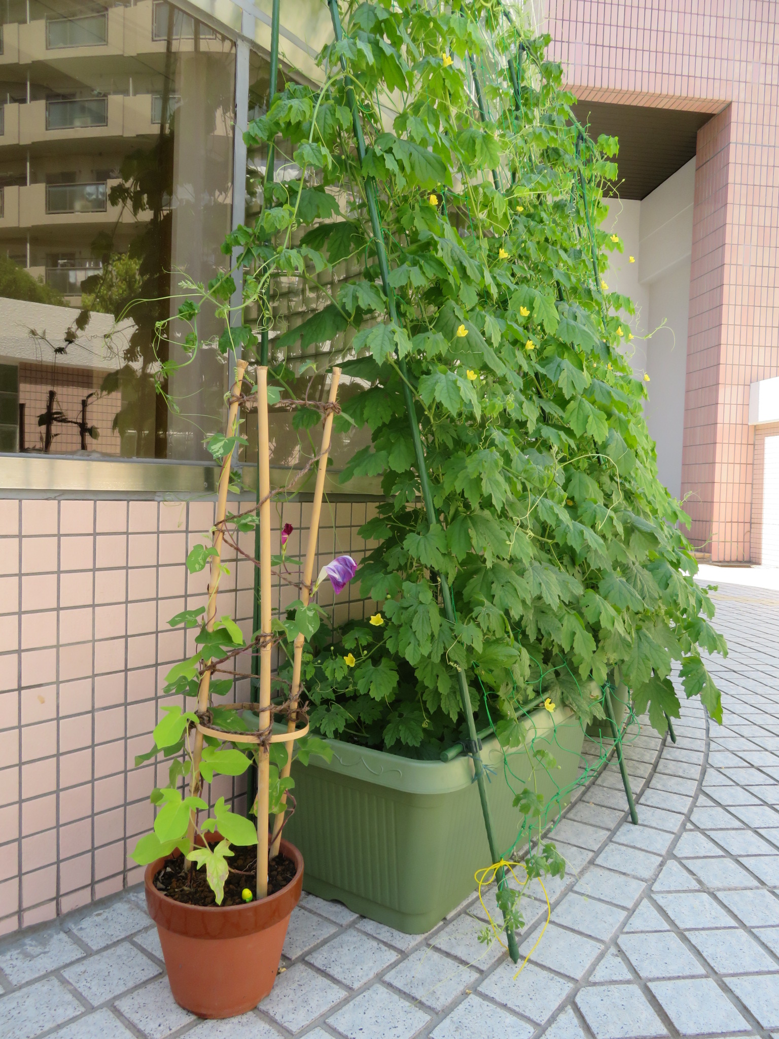 曳舟文化センター ゴーヤー に朝顔 が仲間入り すみだ生涯学習センター ユートリヤ さんより 朝顔 をお預かりしました 団十郎などの掛け合わせた品種だそう ゴーヤーの実を発見 団十郎 地域とつながりたい まちなかガーデナー 朝顔