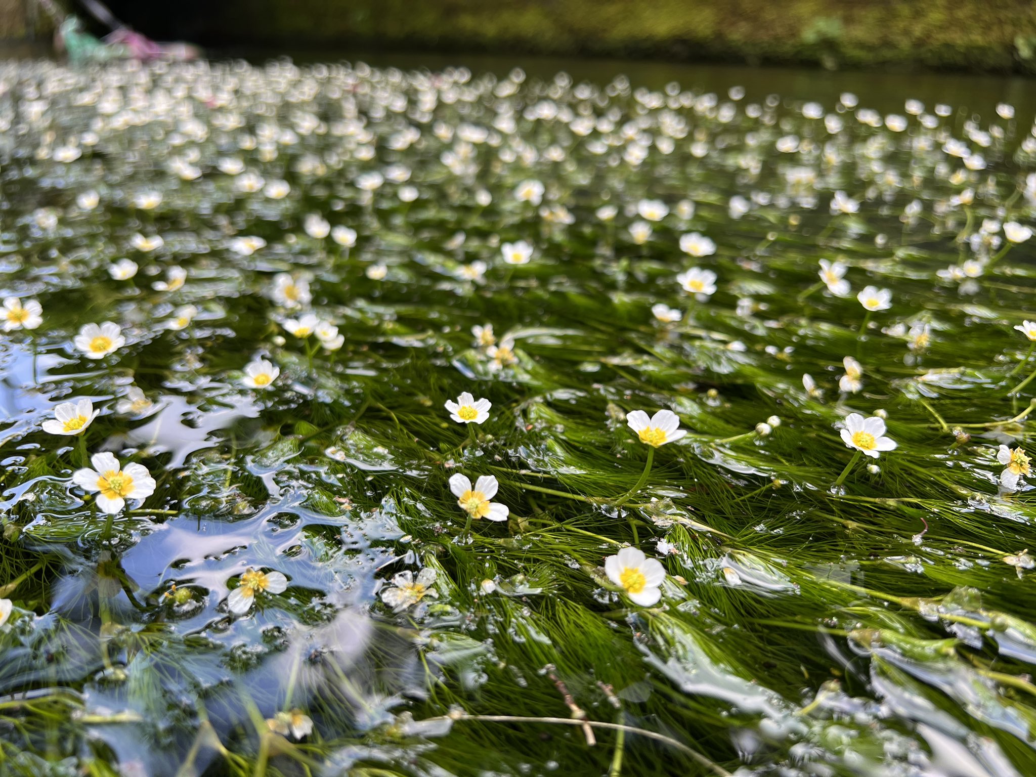 ぽてやた旅ブログ 名古屋 お目当ては 梅花藻 この時期だけの 水中花 醒井宿本陣跡 梅花藻 T Co Mhdyuuayg7 Twitter