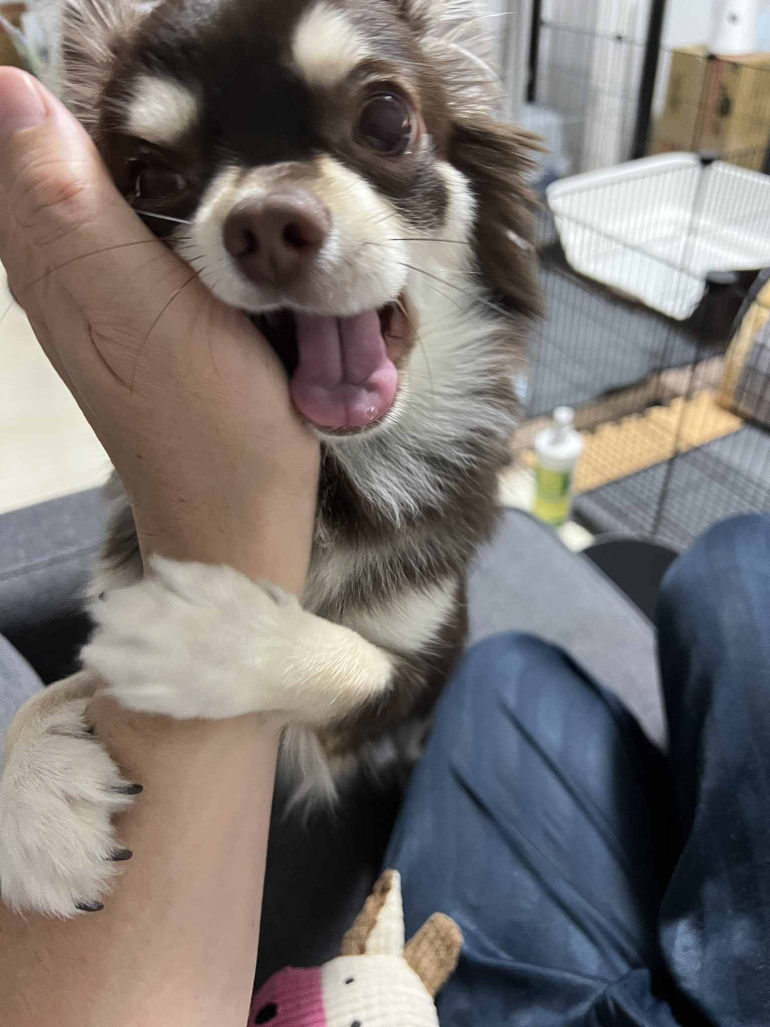 Luna 1歳1ヶ月 Lunachihuahua Twitter