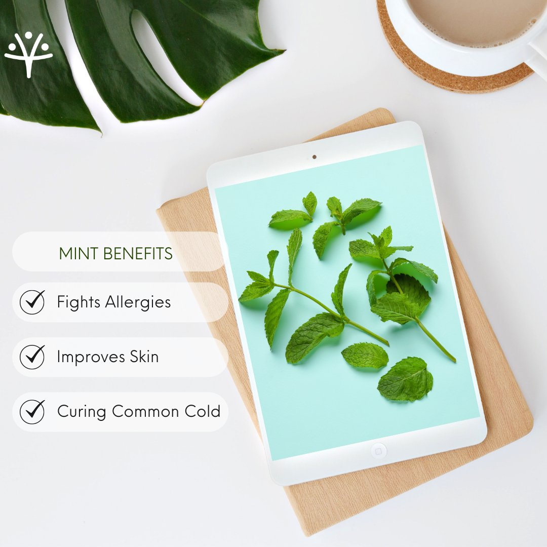SocietyPms's tweet photo. " BENEFITS OF MINT "
#mint #mintgreen #mintfresh #green #benefits #mintbenefits #fightallergies #improveskin #curingcold #pms #prosperitybeginshere #prosperitymultistatehousingcooperativesociety #society #multistate https://t.co/saUakHwZi3