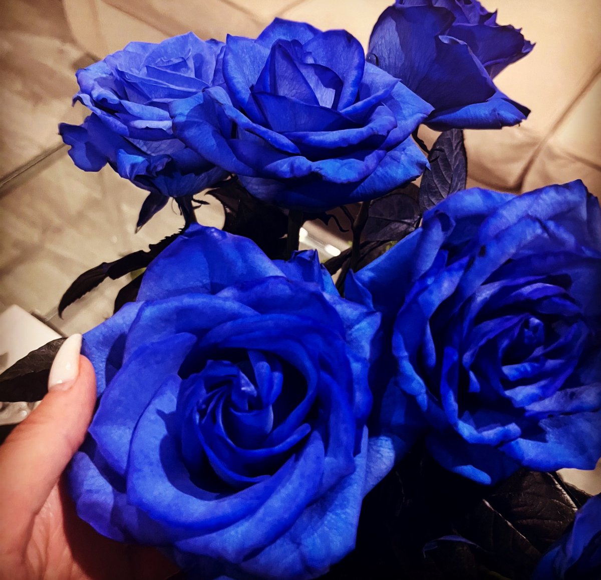 cdntradegrljenn's tweet photo. Have you ever seen blue roses before? They’re so beautiful that they don’t look real. 💙 Good night all… see you bright and early:) #GoodByeSunday #BlueRoses https://t.co/Bf0sBh4786