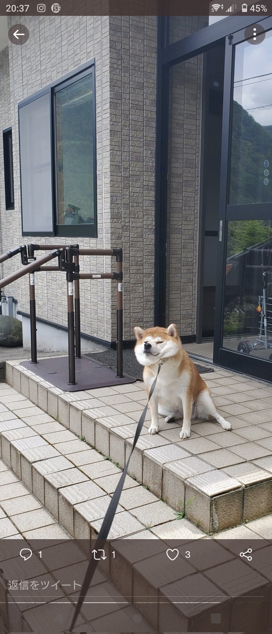 あおとはな 今日も断固拒否 拒否柴 柴犬のいる暮らし 柴犬大好き T Co T2qypvnaxj Twitter