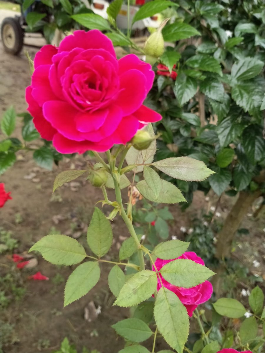 M_Ahmad709's tweet photo. #Assalamu__Alaikum____
मेरे दोस्तों मुफ्त में सिर्फ
माँ बाप का प्यार मिलता है
बाकी तो दुनिया में
हर रिश्ते के लिए
कुछ न कुछ चुकाना पडता है
#मोबीन_अहमद https://t.co/PLCXPI2qgO