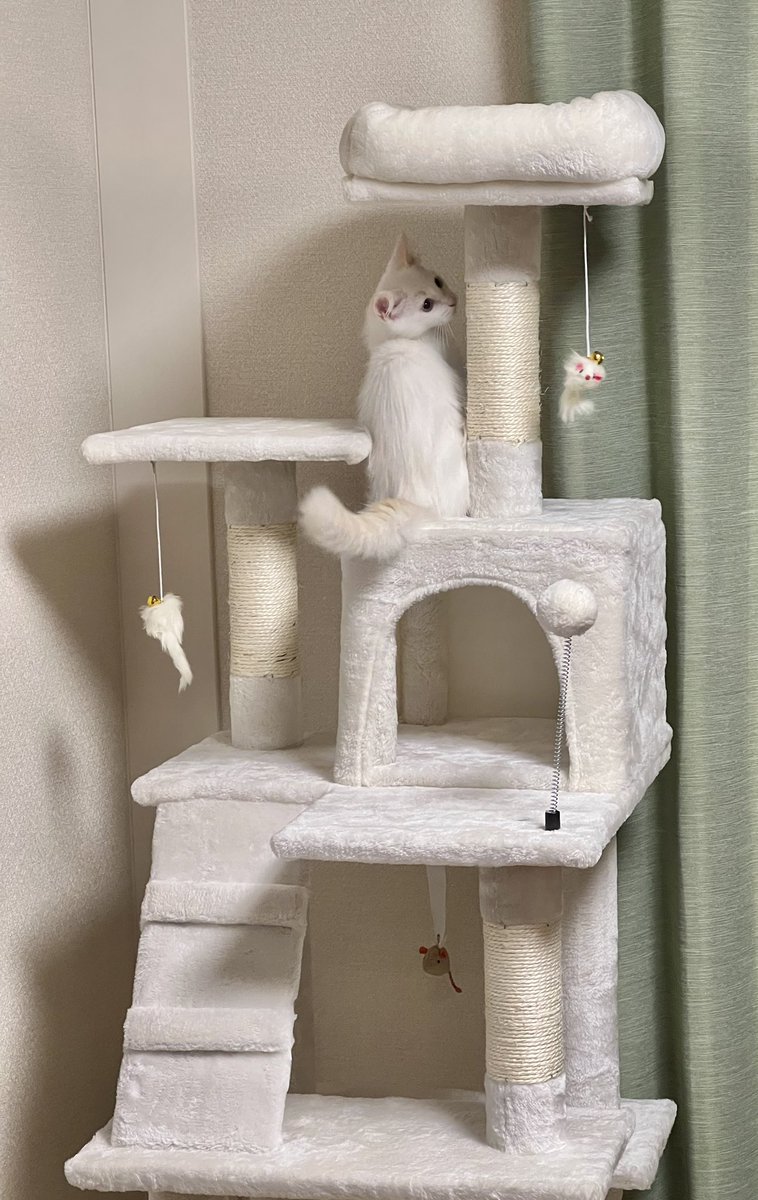 necodialy's tweet photo. ラテさんにキャットタワーを献上しました😆
中程に吊り下がっているネズミがお気に入りのようです☺️
#猫のいる暮らし #猫のいる幸せ #猫好きさんと繫がりたい #ラグドール https://t.co/njEf4dN4Wn