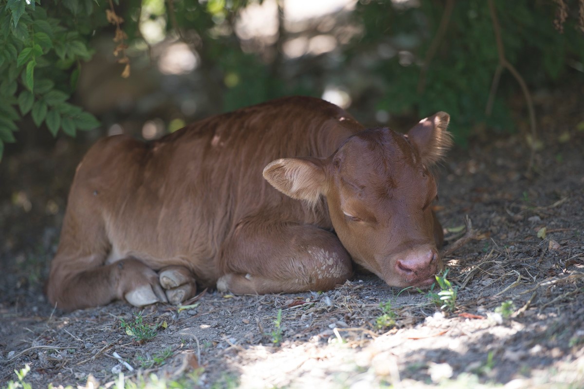 Take things slow. 
#organicwines #elginmagic #elgin #elginridgewines #biodynamic