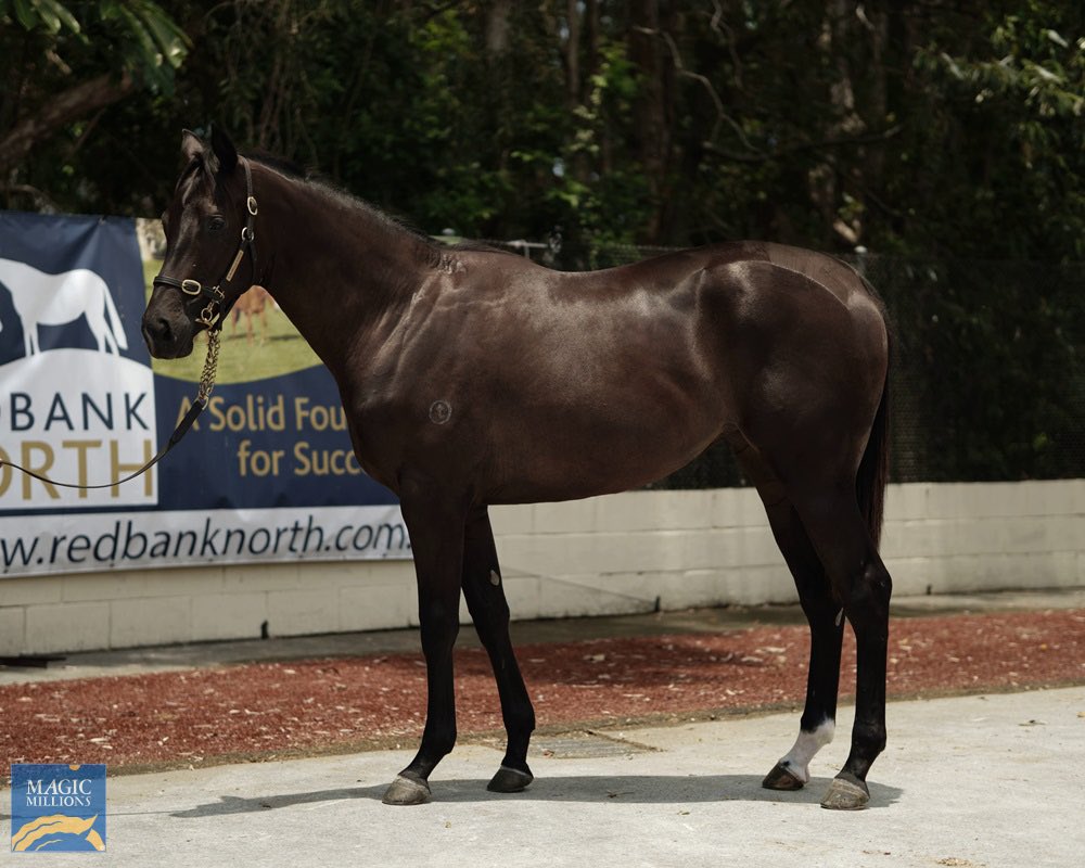 widdenstud's tweet photo. Perfect start to the new season for #Supido🏎 with the debut winner Supido Beauty for trainer @DarrellBurnet and jockey Hannah Williams @gundagairaces @mmsnippets purchase from @murrullastud #widden #speed https://t.co/olphqwFQsZ
