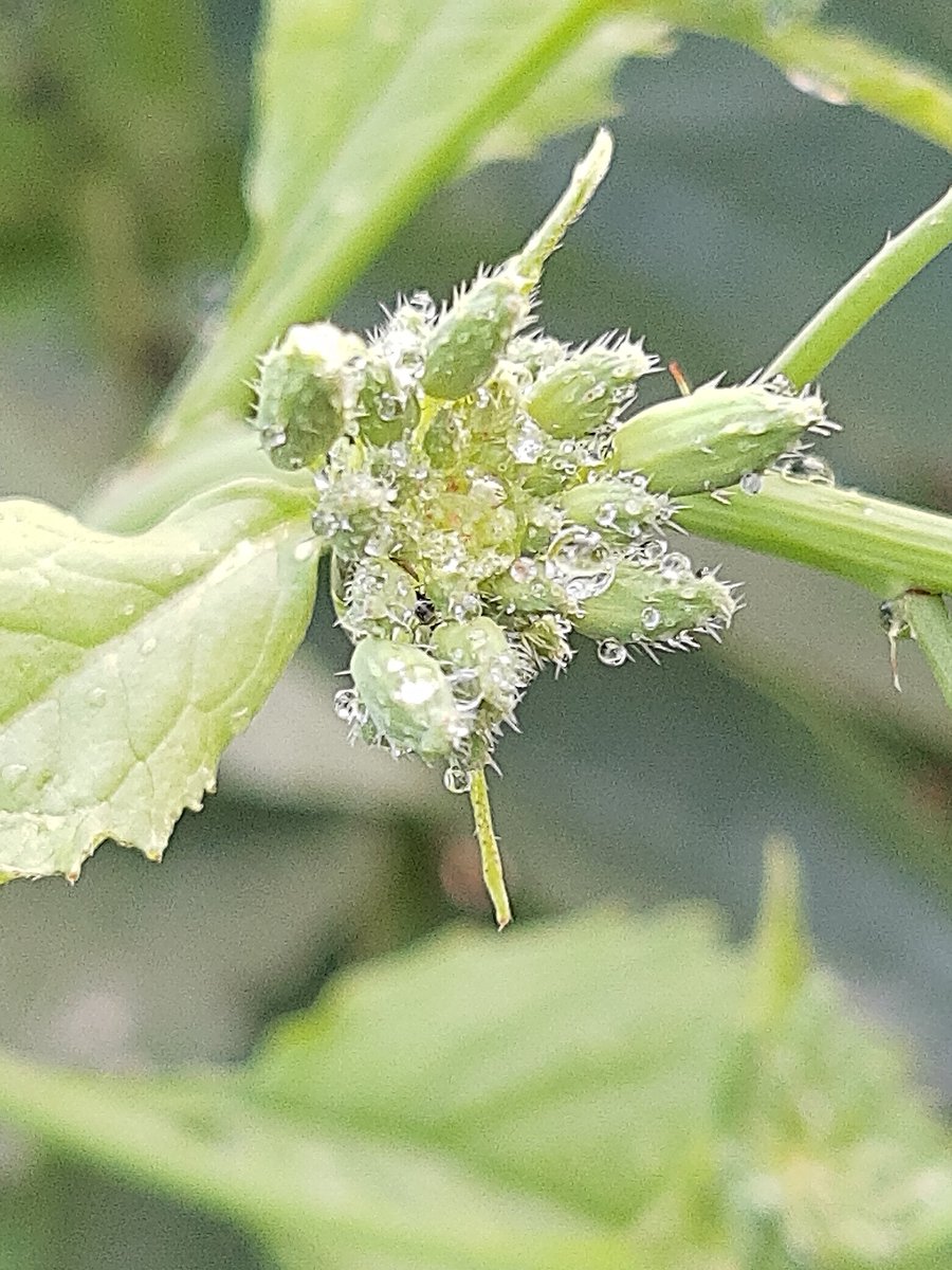HermensMoestuin's tweet photo. Dit zijn radijsbloemknopjes net na de regen. Ik laat regelmatig de radijs doorschieten. Want je kan niet alleen de knol. Maar ook het blad, de bloemknoppen, bloemen, jonge zaadpeulen en kleine zaden. Heerlijk pitje er in. Smullen maar❣️
#radijs #radish #bloemknop #dedemsvaart https://t.co/n3NIPRXRJV