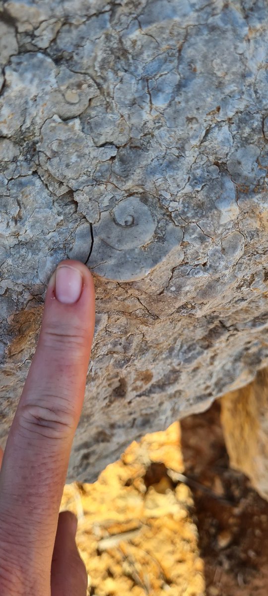 ezzatweets's tweet image. Had a week home from the field, so did some fieldwork! First trip to the #NT was a bloody good time. Checking out #Ordovician #limestones and looking for #meteorites on #TobermoreyStation with @ProfAndyTomkins #outback #geology