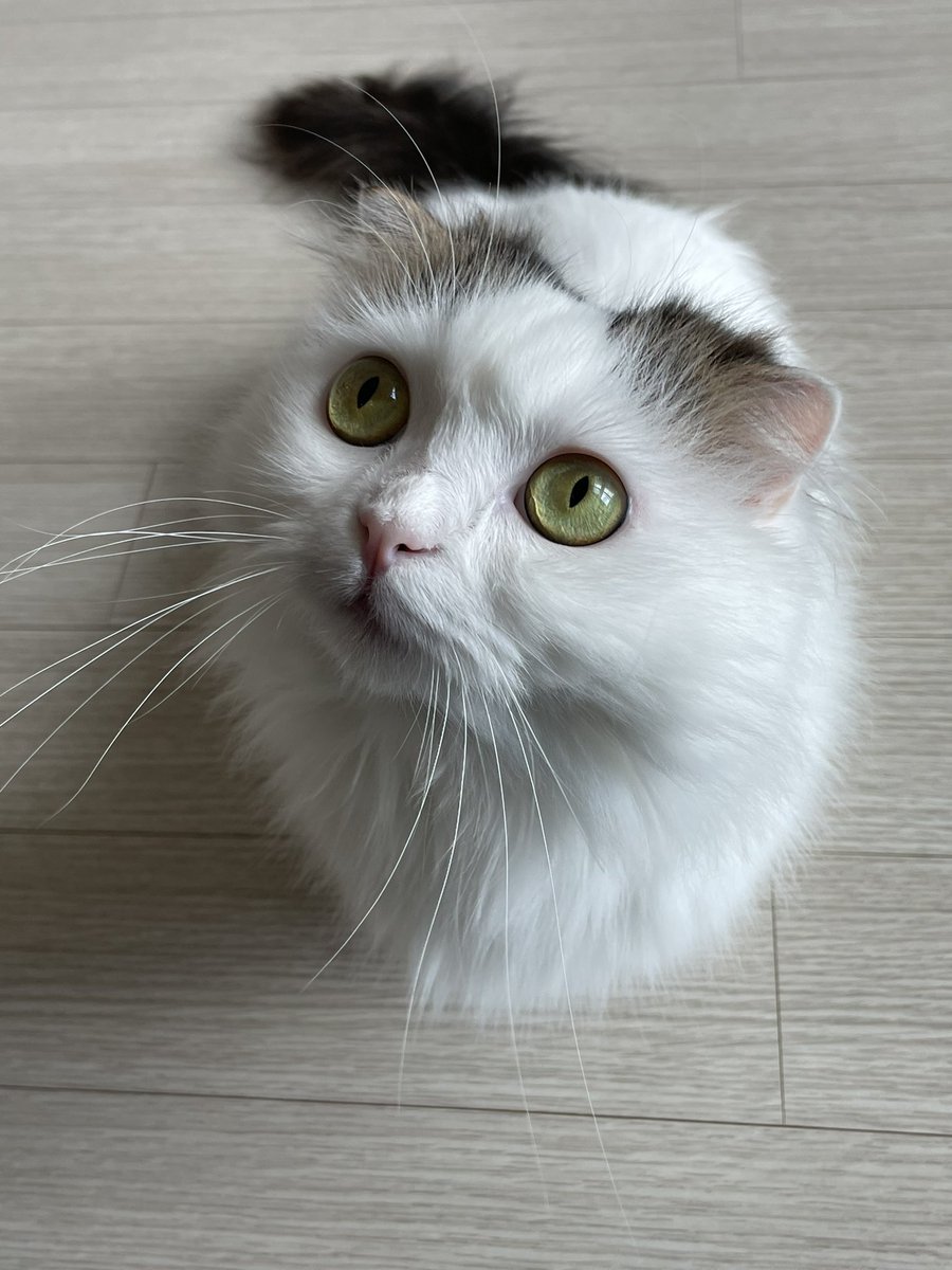 lululul7777's tweet photo. Sweet little kitty 🐱 https://t.co/FGwQiKRE1a