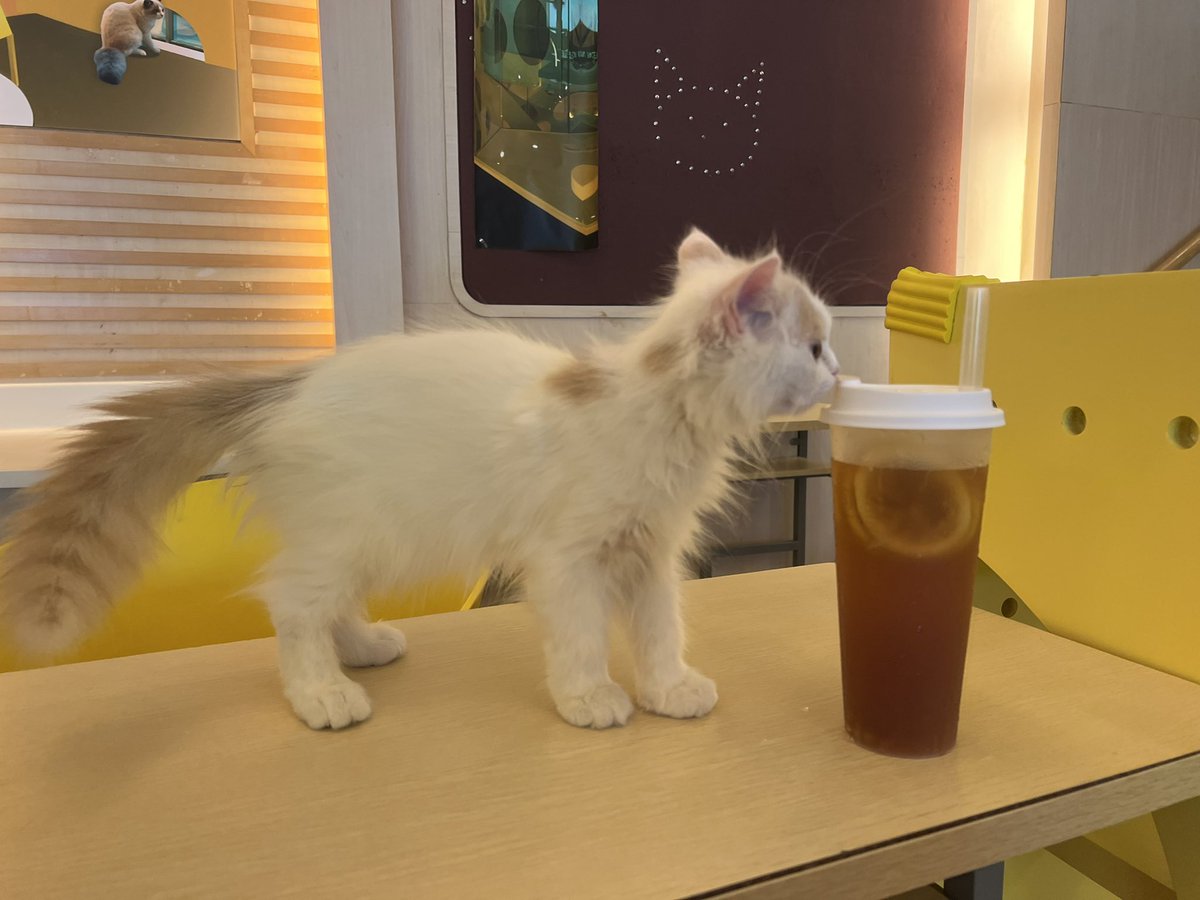 为什么平胸,因为高中的时候没有好好吃饭,为什么不好好吃饭,因为没有钱吃饭 呆呆 budaidaimao