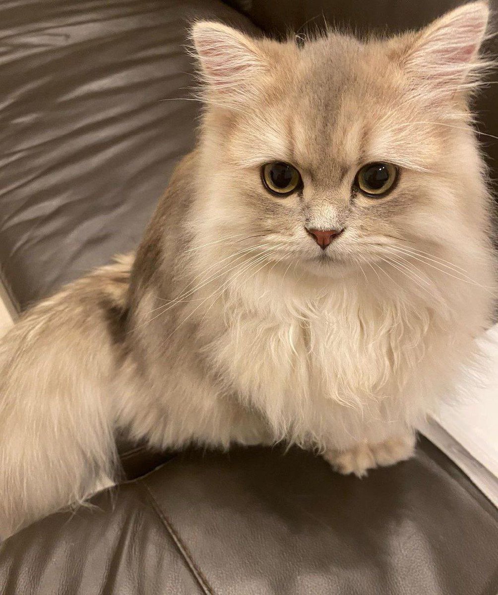 saroon_qadadeh's tweet image. جمالهم مشاءالله سبحان الخالق #سكربت74 #المنخفض_المداري #اليوم_العالمي_للصداقه #صباح_الخير #سبحان_الله #btc