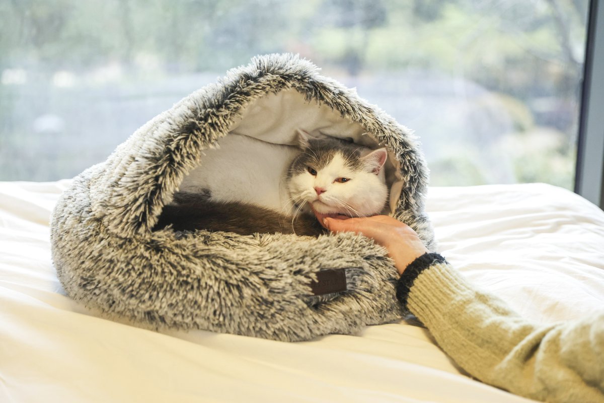 designep1's tweet photo. Take it easy #cat #catlover #catlife #cats #catoftheday #catphoto #catbed #catbedsforsale https://t.co/Ltip2AWZkG