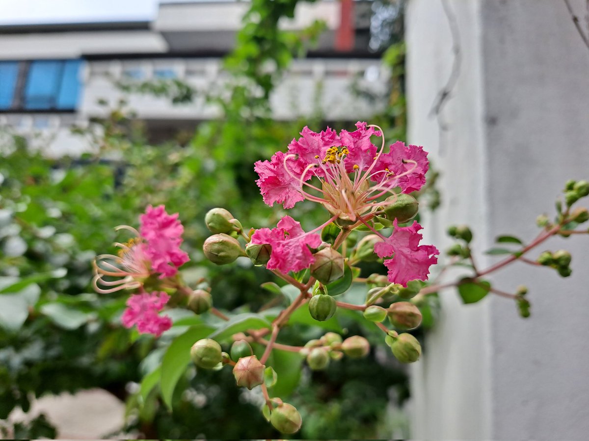 solimyo's tweet image. 나무백일홍 개화. 많이 늦었다.