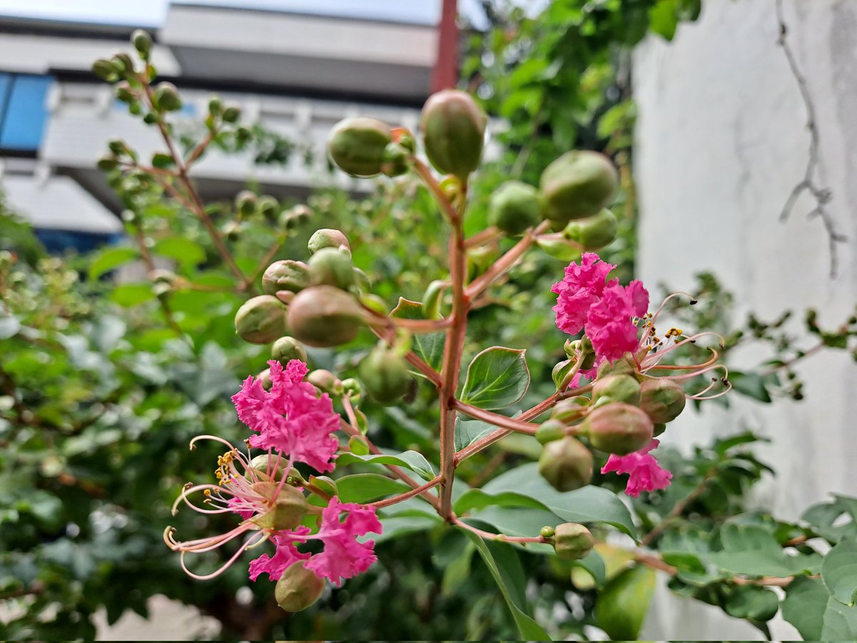 solimyo's tweet image. 나무백일홍 개화. 많이 늦었다.