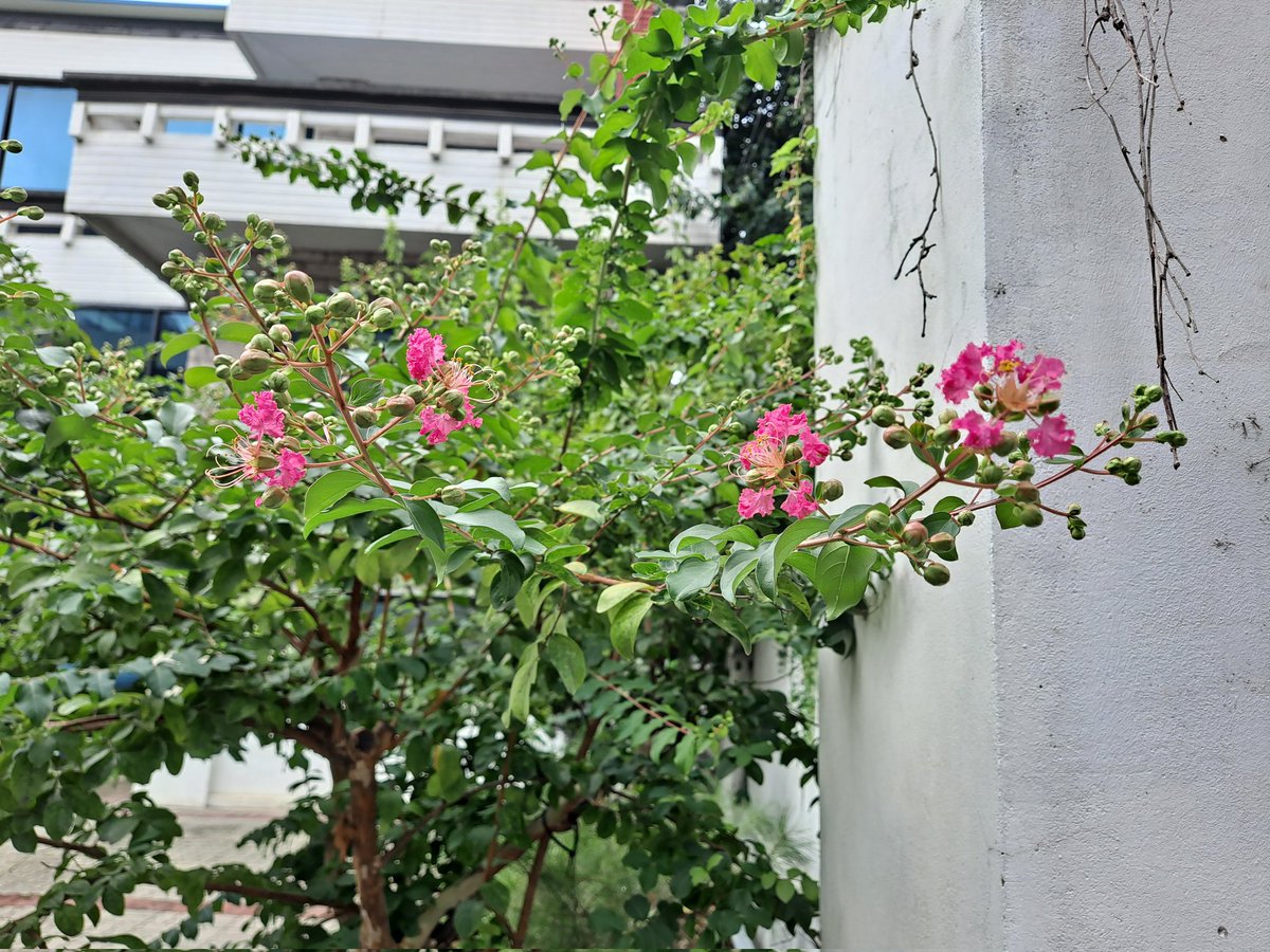 solimyo's tweet image. 나무백일홍 개화. 많이 늦었다.