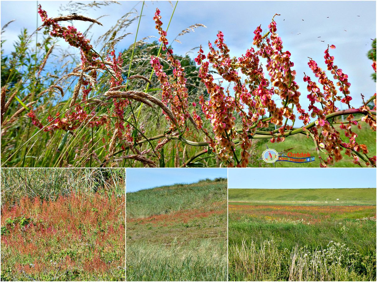 ontdekdenhelder's tweet photo. #zuring kleurt het #groen van #duinen en #polder #rood - #DenHelder #wildeplanten #landschapnh #landscape #natuur #nature #MondayMotivaton https://t.co/ry0rYiFrD7